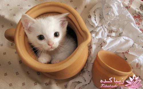 نفر قبلیتو حاضری با چی عوض کنی......!!!!؟